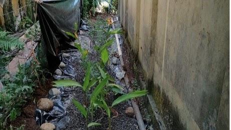 Sistema de biorremediación (biojardinera)