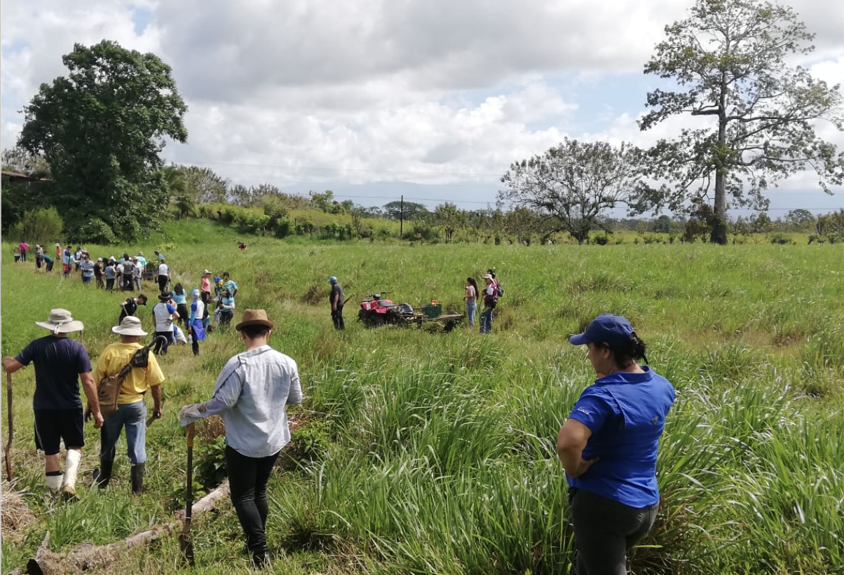 Voluntariado de reforestación VerdeAMar